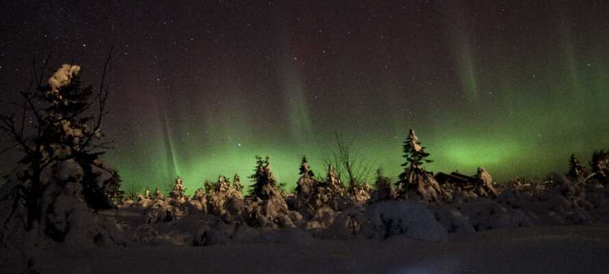 Ta en dagstur till vackra Trysil, precis vid svensk-norska gränsen där ni vintertid kan åka skidor. 
