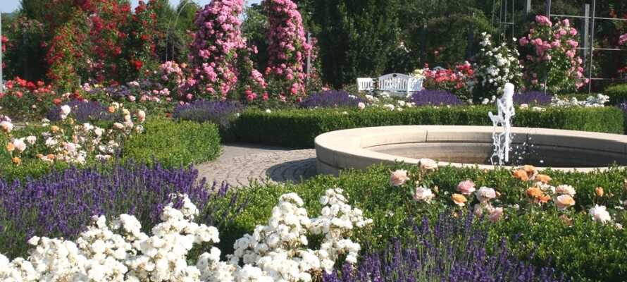 Besøg Europa-Rosarium i Sangerhausen. Den imponerende park byder på verdens største samling af roser.