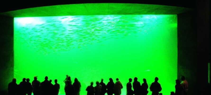 Besøg det store akvarium, Nordsøen Oceanarium, som ligger ca. 16 km fra hotellet