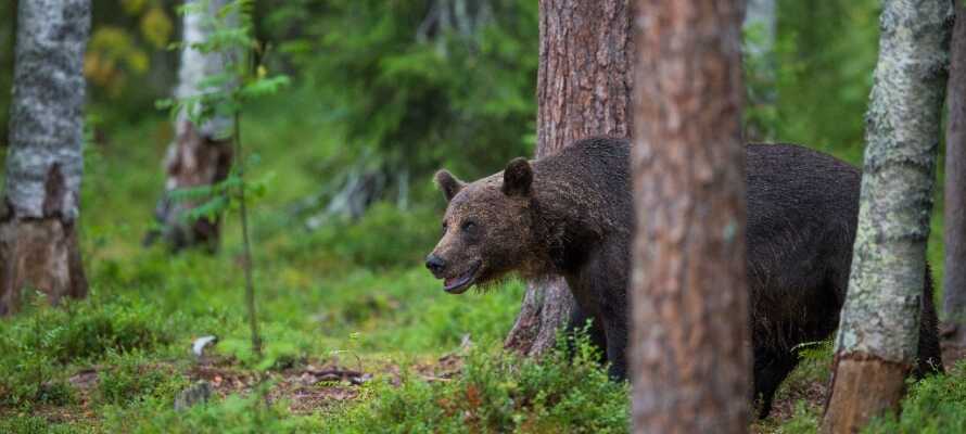 Se naturens jægere som f.eks. brune bjørne og sneleoparder på tæt hold i Orsa Rovdyrpark.