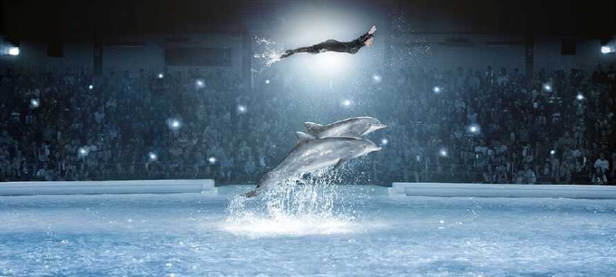 Oplev Kolmården Dyrepark og se bl.a. det helt fantastiske delfinshow ”Life”!