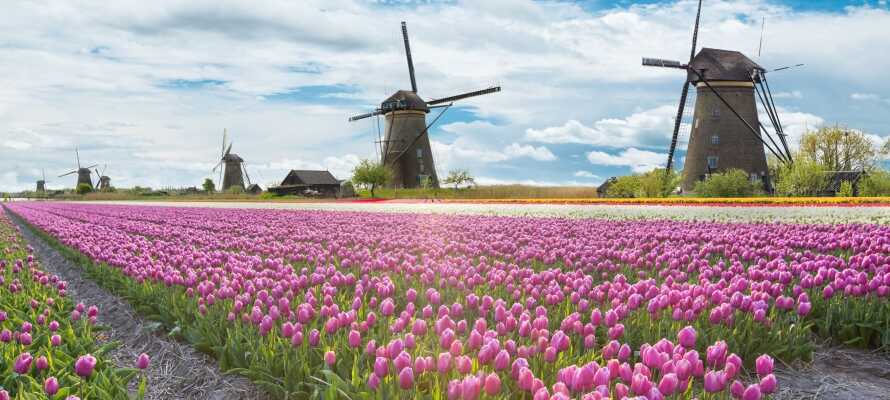 I det nordlige Holland kan I opleve tulipaner og vindmøller.