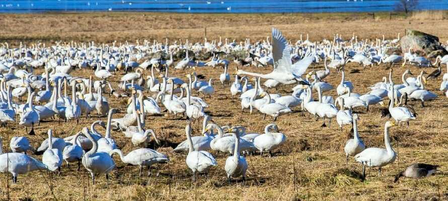 Omkring marts og april samles der op til 4.000 svaner ved Tysslingesøen, og det er intet mindre end imponerende.