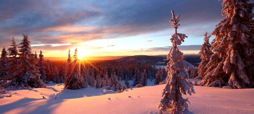 Tag på tur med snesko eller ski i det smukke vinterlandskab omkring hotellet.