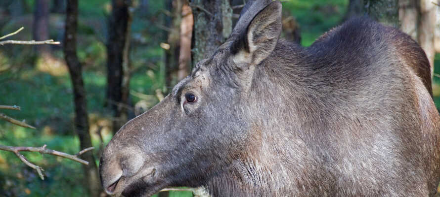 Oplev skovens konger og amerikanske bisonokser på tæt hold, under i herlig elgsafari i Smålandet.