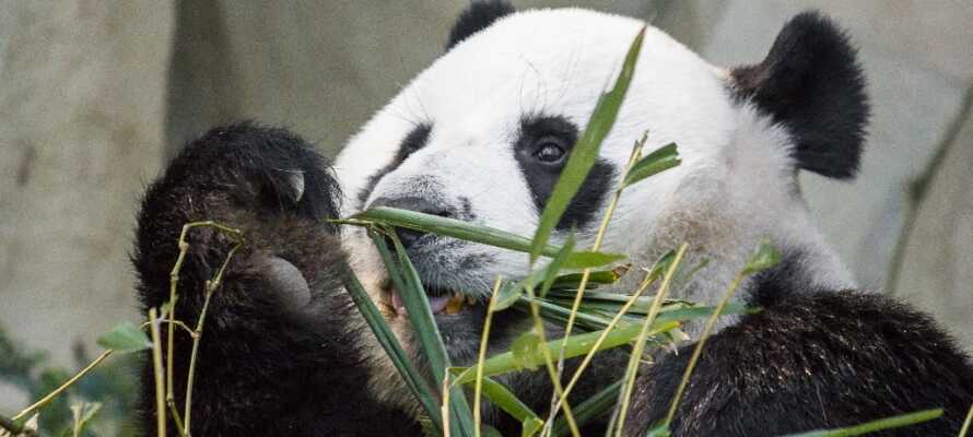 Tag i Wiens Zoo, som er én af de få dyrehaver i Verden, hvor I kan opleve kæmpe pandaer.