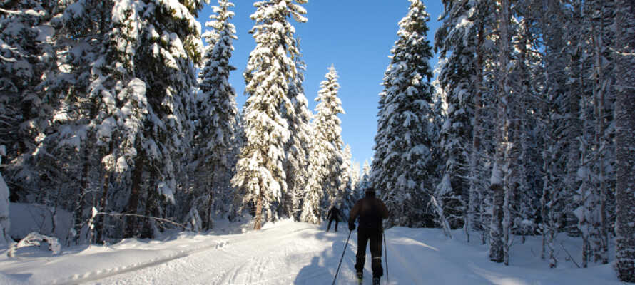 Om vinteren kan I stå på ski i det omkringliggende område .