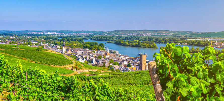 Hotellet ligger omgivet af smukke vingårde og smalle gader, blot en kort slentretur fra Rhinen.