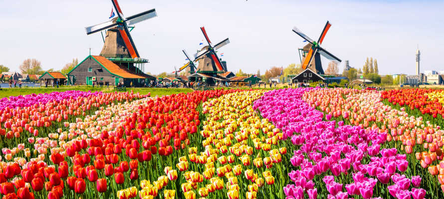 Missa inte att besöka Aalsmeer och Bollenstreek Park, och upplev Hollands vackra tulpaner.