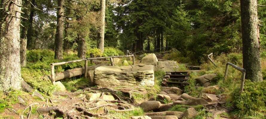 Med mere end 300km vandrestier er National Park Harz det oplagte, hvis man vil opleve den smukke natur.