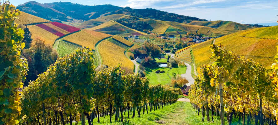 Oberkirch ligger tæt på vinregionen, Ortenau, mellem Strasbourg og Schwarzwald.