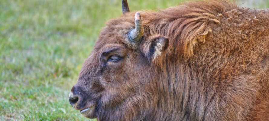 Tag en tur ud på den fynske prærie og besøg Nordeuropas største bison farm.