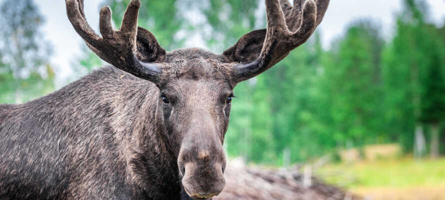 Tag rejsekammeraten med på en udflugt til Värmland Moose Park i Ekshärad.