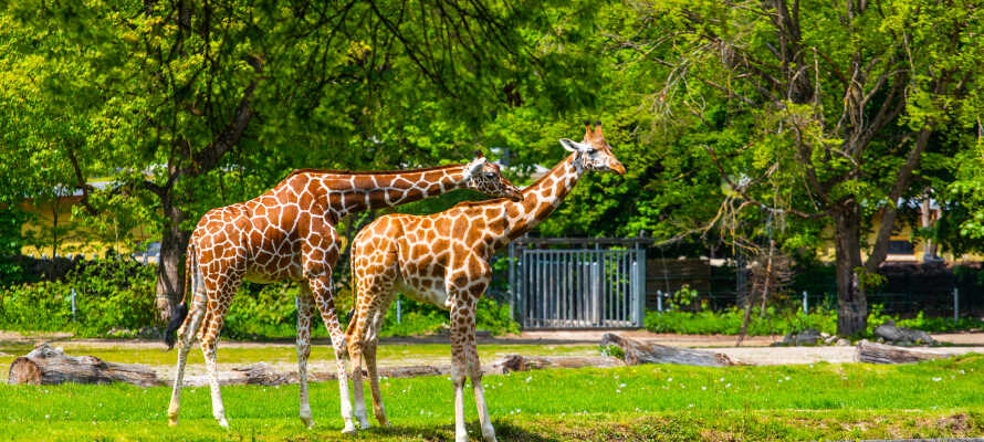Hagenbeck Zoo ligger kun 20 minutter væk derfra.