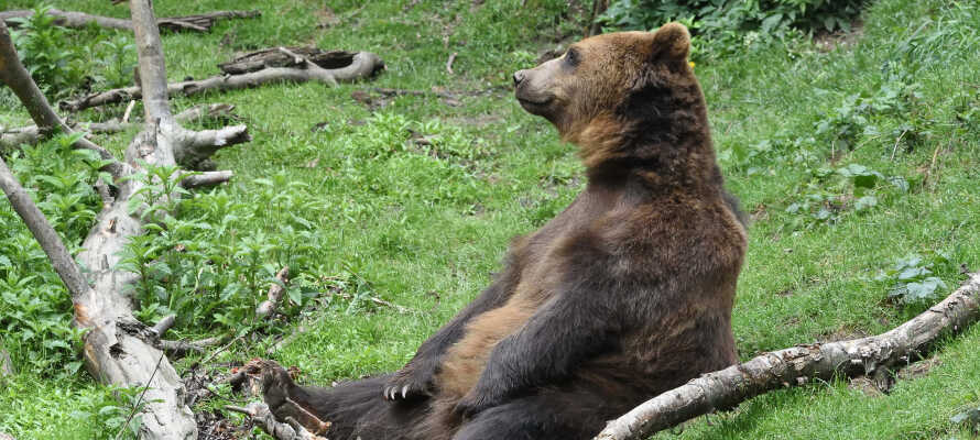 Har I familien med på ferien, er det helt oplagt at besøge Bjørneparken i Flå.