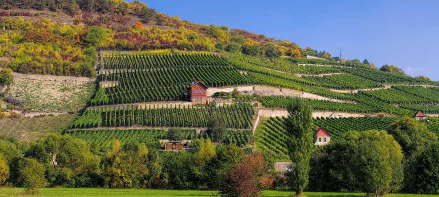 Saale-Unstrut-regionen är hem till Tysklands nordligaste vingårdar.