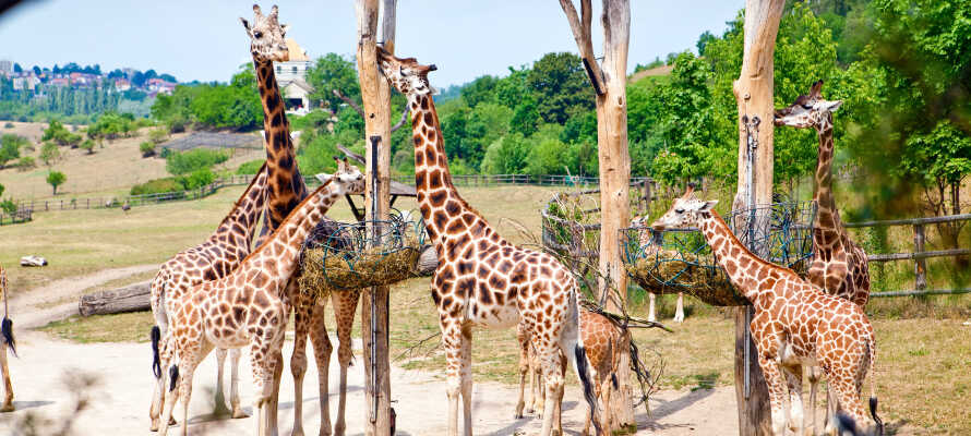 Prag Zoo er et dejligt udflugtsmål for både børn og voksne.