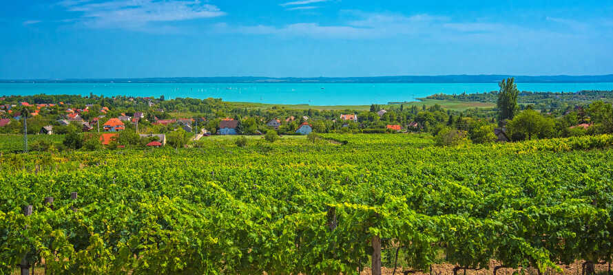 I Balatonsøens omkringliggende områder er der mange vingårde, der også kan besøges.