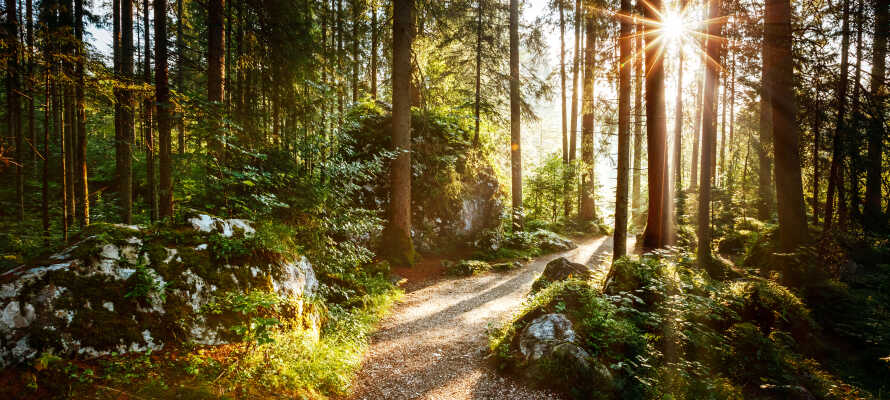 Tag på skønne vandreture i Gråstens smukke skove, og benyt lejligheden til også at besøge det smukke Gråsten Slot.